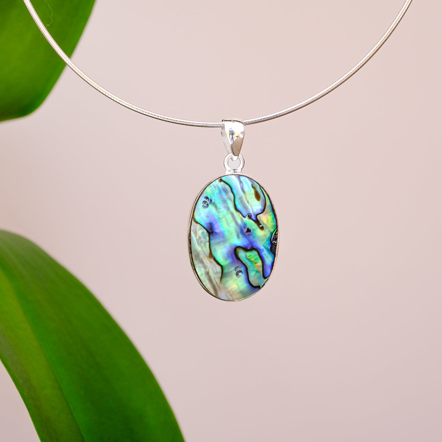 Concha Abalone