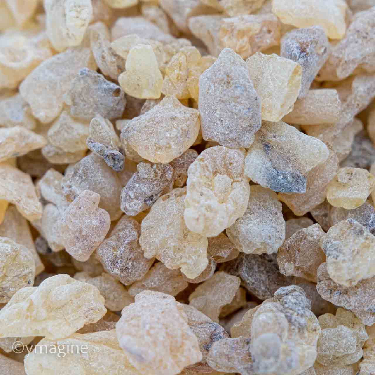 Copal America do sul
