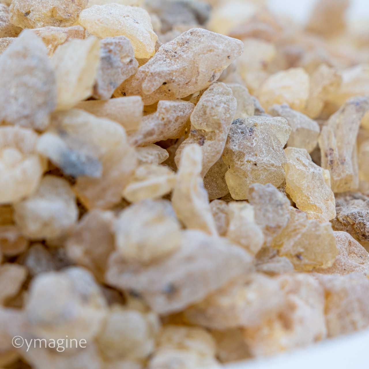 Copal America do sul